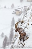 Bouquetins, Grand Paradis; Italie