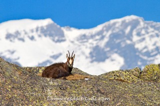 Chamois, Chamonix, France