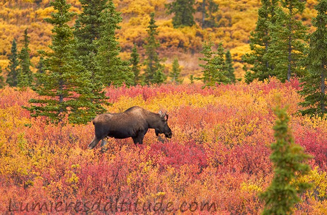 Elan; Denali, Alaska, USA