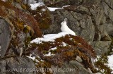 Lievre variable, Lofoten Norvege