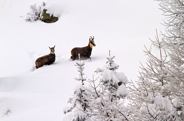 Chamois, Chamonix, France