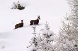 Chamois, Chamonix, France