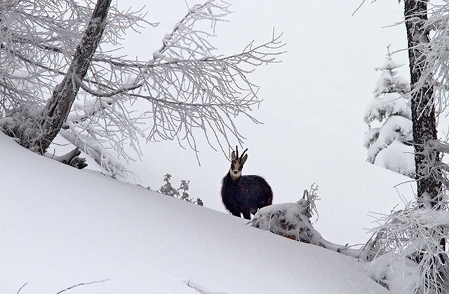 Chamois, Chamonix, France