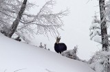 Chamois, Chamonix, France