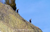 Chamois, Chamonix, France