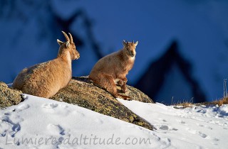 Bouquetins, Grand Paradis; Italie