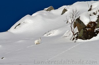 Lievre variable, Lofoten Norvege