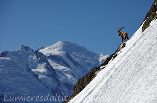 Bouquetins, Chamonix, France