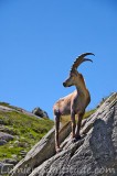 Bouquetins, Chamonix, France