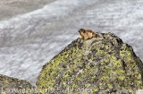 Marmotte, Chamonix, France