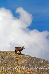 Chamois, Chamonix, France