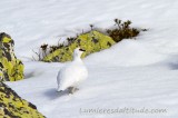 Lagopede, perdrix des neiges, Chamonix, France