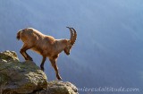 Bouquetins, Chamonix, France