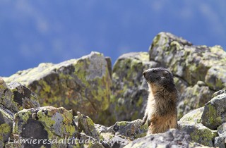 Marmotte, Chamonix, France