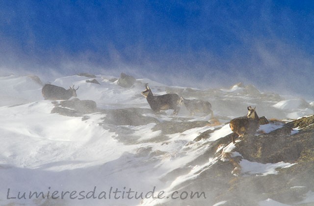 Chamois, Grand Paradis, Italie