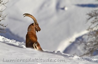 Bouquetins, Grand Paradis; Italie