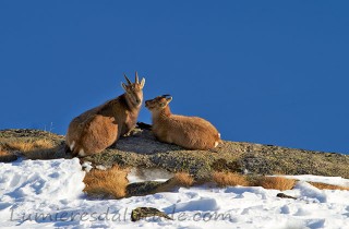 Bouquetins, Grand Paradis; Italie