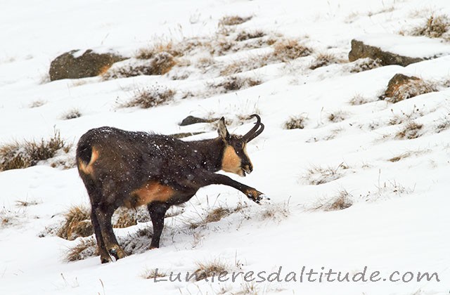 Chamois, Grand Paradis, Italie