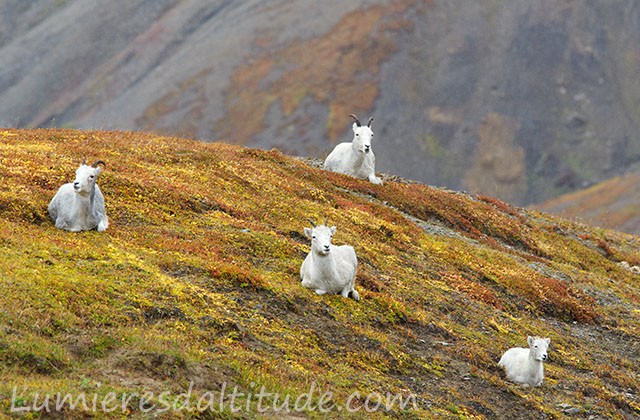 Mouflon de Dal, Denali, Alaska, USA