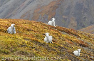 Mouflon de Dal, Denali, Alaska, USA