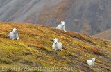 Mouflon de Dal, Denali, Alaska, USA