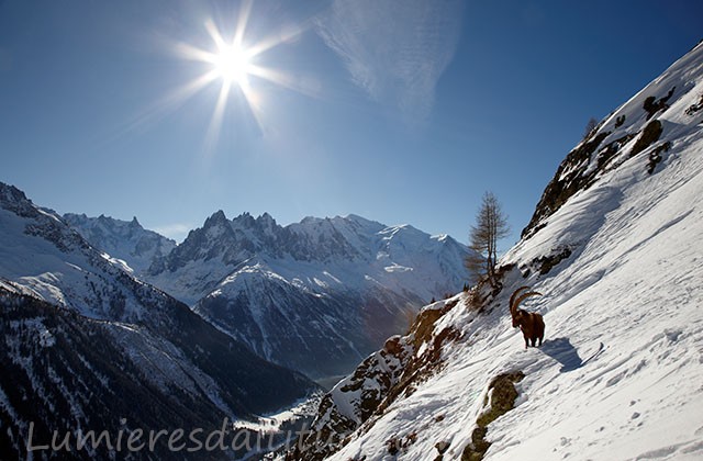 Bouquetins, Chamonix, France