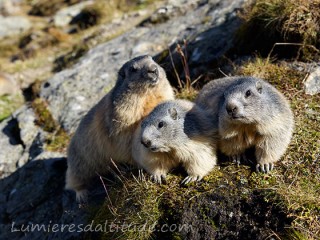 Marmotte, Saasfee, Suisse