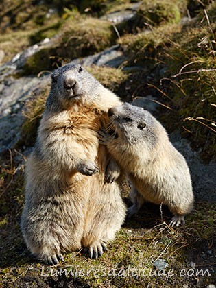 Marmotte, Saasfee, Suisse