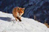 Renard, Grand Paradis, Italie