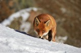 Renard, Grand Paradis, Italie