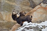 Chamois, Grand Paradis, Italie