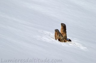 Marmotte, Grand Paradis, Italie