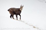 Chamois, Grand Paradis, Italie