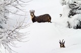 Chamois, Chamonix, France