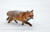 Renard, Grand Paradis, Italie