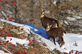 Chamois, Chamonix, France