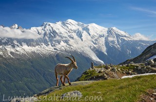 Bouquetins, Chamonix, France