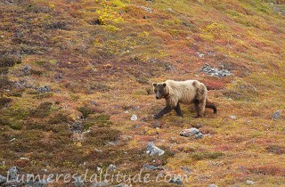 Grizzli, Denali, Alaska, Usa