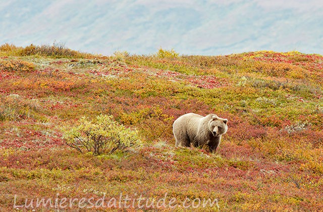 Grizzli, Denali, Alaska, Usa