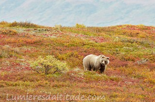 Grizzli, Denali, Alaska, Usa