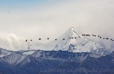 Migration des oies, Denali, Alaska, USA