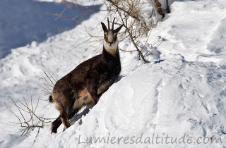 Chamois, Chamonix, France