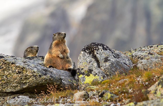 Marmotte, Chamonix, France