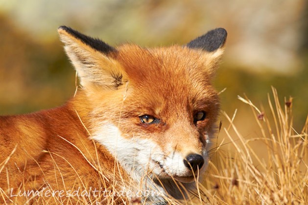 Renard, Grand Paradis, Italie