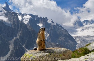 Marmotte, Chamonix, France