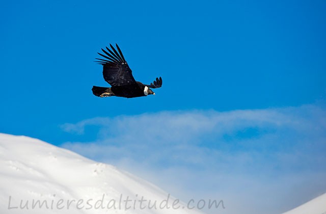 Condor vers le Cerro Torre, Patagonie, Argentine