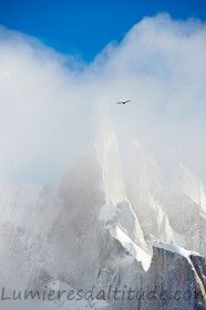 Condor en vol vers le Cerro Torre, Patagonie