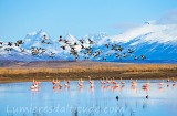 Flammand rose, El Calafate, Patagonie, Argentine