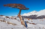 Y a t il parfois du vent...massif du Fitz Roy