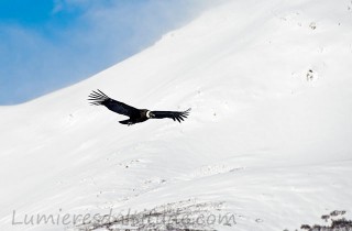 Condor vers le Cerro Torre, Patagonie, Argentine